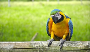 La Shangrila Quindiana 